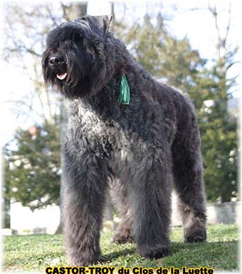 bouvier des flandres du clos de la luette - copyright d&eacute;pos&eacute;